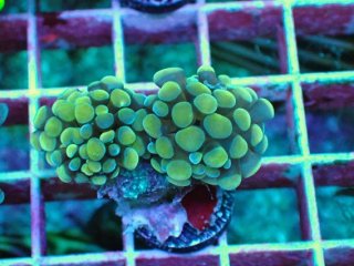 ナガレハナサンゴを買うならアクアスタイルユー｜大阪からサンゴ