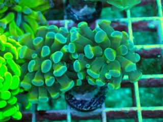 ナガレハナサンゴ　メタリックグリーン ナガレハナサンゴを買うならアクアスタイルユー｜大阪からサンゴ