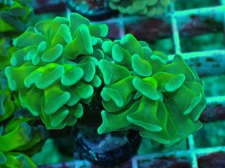 ナガレハナサンゴを買うならアクアスタイルユー｜大阪からサンゴ