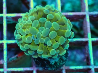 ナガレハナサンゴ　メタリックグリーン ナガレハナサンゴ / Hammer Coral