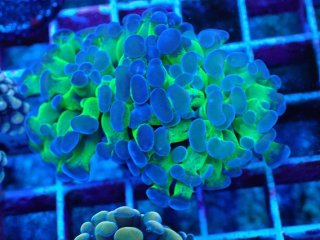 ナガレハナサンゴを買うならアクアスタイルユー｜大阪からサンゴ