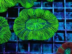 画像1: No.２０ オーストラリア産 オオバナサンゴ  蛍光グリーン (1)