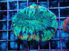 画像1: No.７４ オオバナサンゴ  マルチカラー (1)