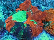 画像1: No.44 アザミハナガタサンゴ　マルチカラー (1)