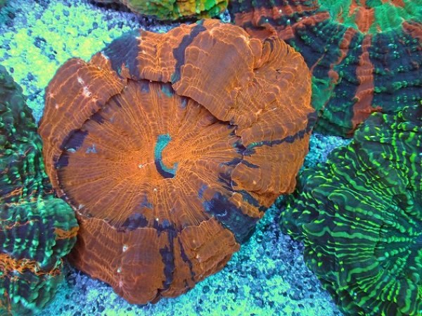 【オーストラリア産】マルハナガタサンゴ【オレンジ】 海水魚 サンゴ マルハナガタサンゴ