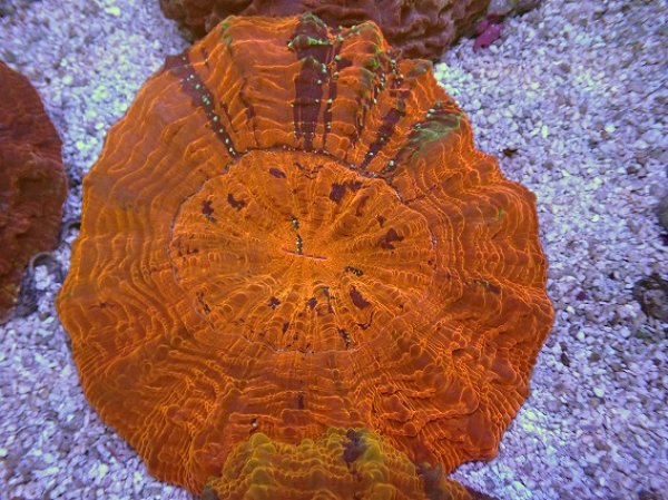 アザミハナガタサンゴ（14ｃｍ前後） No.14 アザミハナガタサンゴ マルチカラーを買うならアクア
