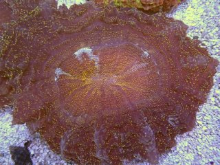 No.3 スターポリプを買うならアクアスタイルユー 大阪のサンゴ専門店