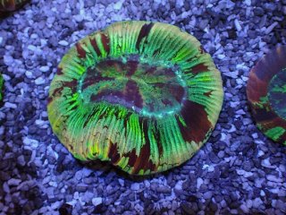 オオバナサンゴ　グリーン CF オオバナサンゴ No.9 - 海水魚専門店 ceppo onlinestore