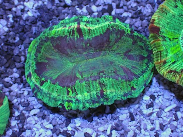 オオバナサンゴ　グリーン No.11 オオバナサンゴ を買うならアクアスタイルユー 大阪の
