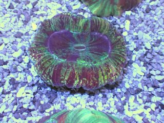 No.4 オオタバサンゴを買うならアクアスタイルユー 大阪のサンゴ