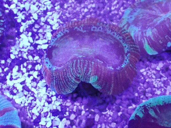No.30 オオバナサンゴ を買うならアクアスタイルユー 大阪の