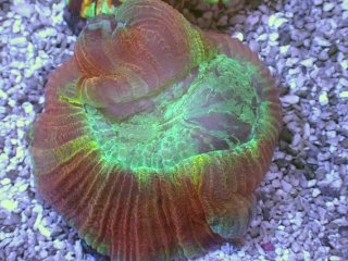 No.7 オーストラリア産 トゲサンゴ イエローグリーンを買うなら