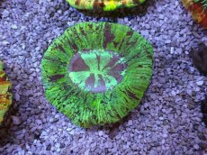 画像1: No.47 オオバナサンゴ　 (1)