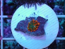画像1: No.1 Rhodactis -Solar Flare- ディスクsp (1)