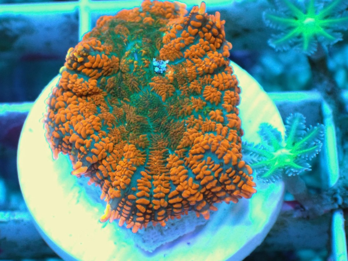 画像1: No.5 Rhodactis -Solar Flare- ディスクsp (1)