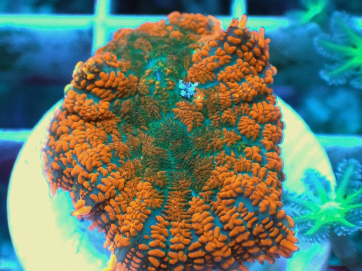 画像2: No.5 Rhodactis -Solar Flare- ディスクsp (2)