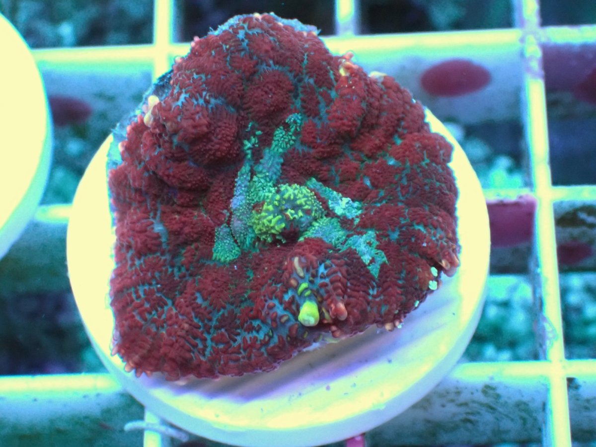 画像1: No.22 Rhodactis -Cosmic Eye- ディスクsp (1)