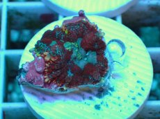 画像1: No.23 Rhodactis -Cosmic Eye- ディスクsp (1)