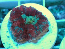 画像1: No.26 Rhodactis -Cosmic Eye- ディスクsp (1)