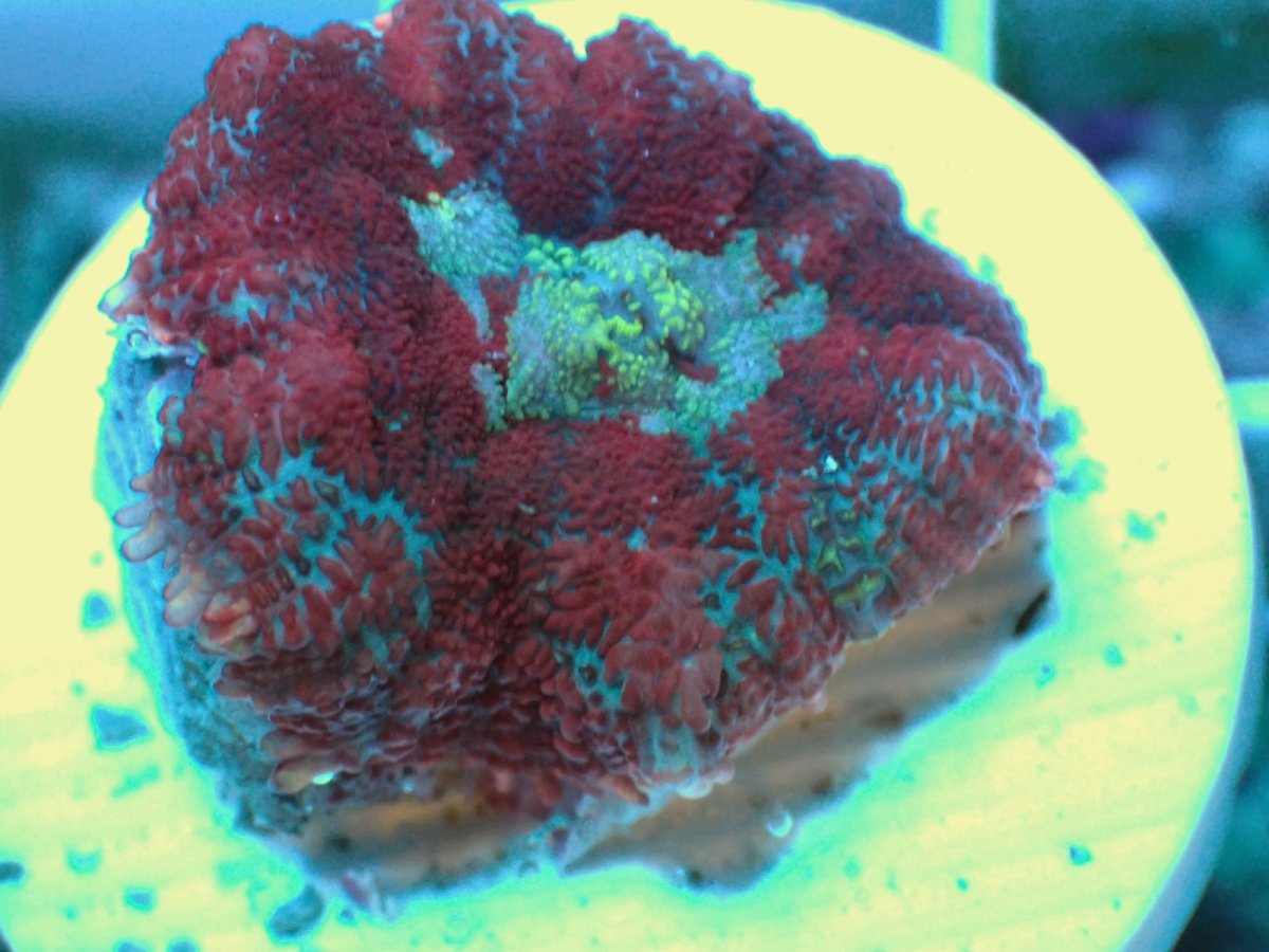 画像2: No.26 Rhodactis -Cosmic Eye- ディスクsp (2)