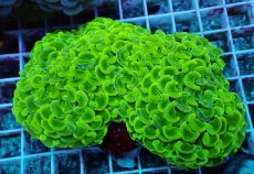 画像1: No.5 ナガレハナサンゴ -Vivid Emerald- (1)