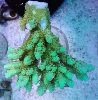 コハナガタサンゴ　（14cm）$yasu專用$ アクアスタイルユー（AQUASTYLEYOU）｜海水魚・サンゴの通販 販売