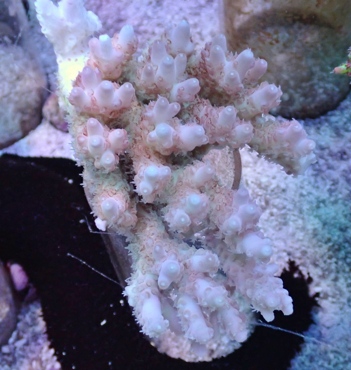 画像1: No.36 CF 浅場ミドリイシ (1)
