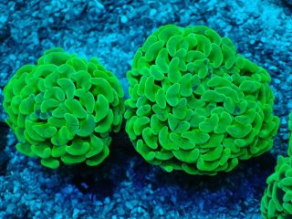 リーフ・エボリューション シーソルト Reef Evolution Sea Salt