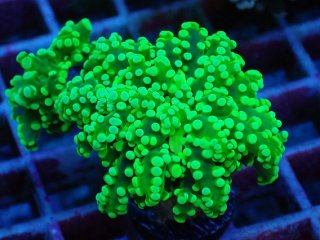 タコアシサンゴを買うならアクアスタイルユー｜大阪からサンゴを