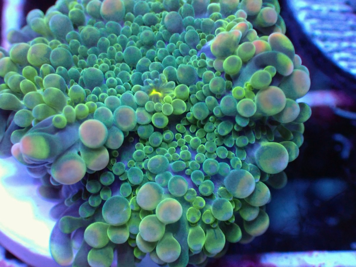 画像2: No.33 バブルディスク グリーンオパールマウンテン (2)