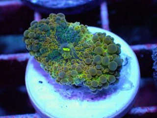 サンゴ育成LED照明 SPECTRA スペクトラ SP200 - AQUASTYLE YOU（アクア