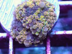 画像2: No.38 バブルディスク パープルレモンクラスター (2)