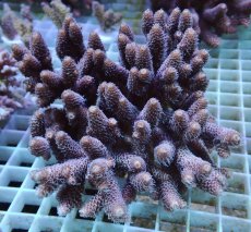 画像1: No.47 オーストラリア産 スパマツミドリイシ (1)