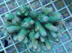 画像1: No.37 フィジー産 ハイマツミドリイシ (1)