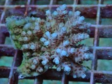 画像1: No.42 フィジー産 クシハダミドリイシ (1)