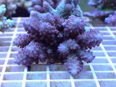 画像1: No.50 フィジー産 浅場ミドリイシ (1)