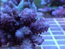 画像2: No.50 フィジー産 浅場ミドリイシ (2)