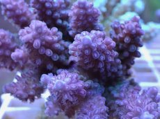 画像2: No.51 フィジー産 浅場ミドリイシ (2)