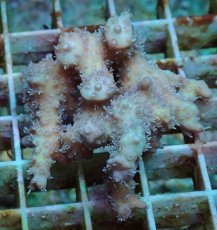画像1: No.64 オーストラリア産 ストロベリーショートケーキ　カット個体 (1)