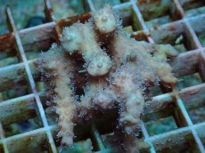 画像2: No.64 オーストラリア産 ストロベリーショートケーキ　カット個体 (2)