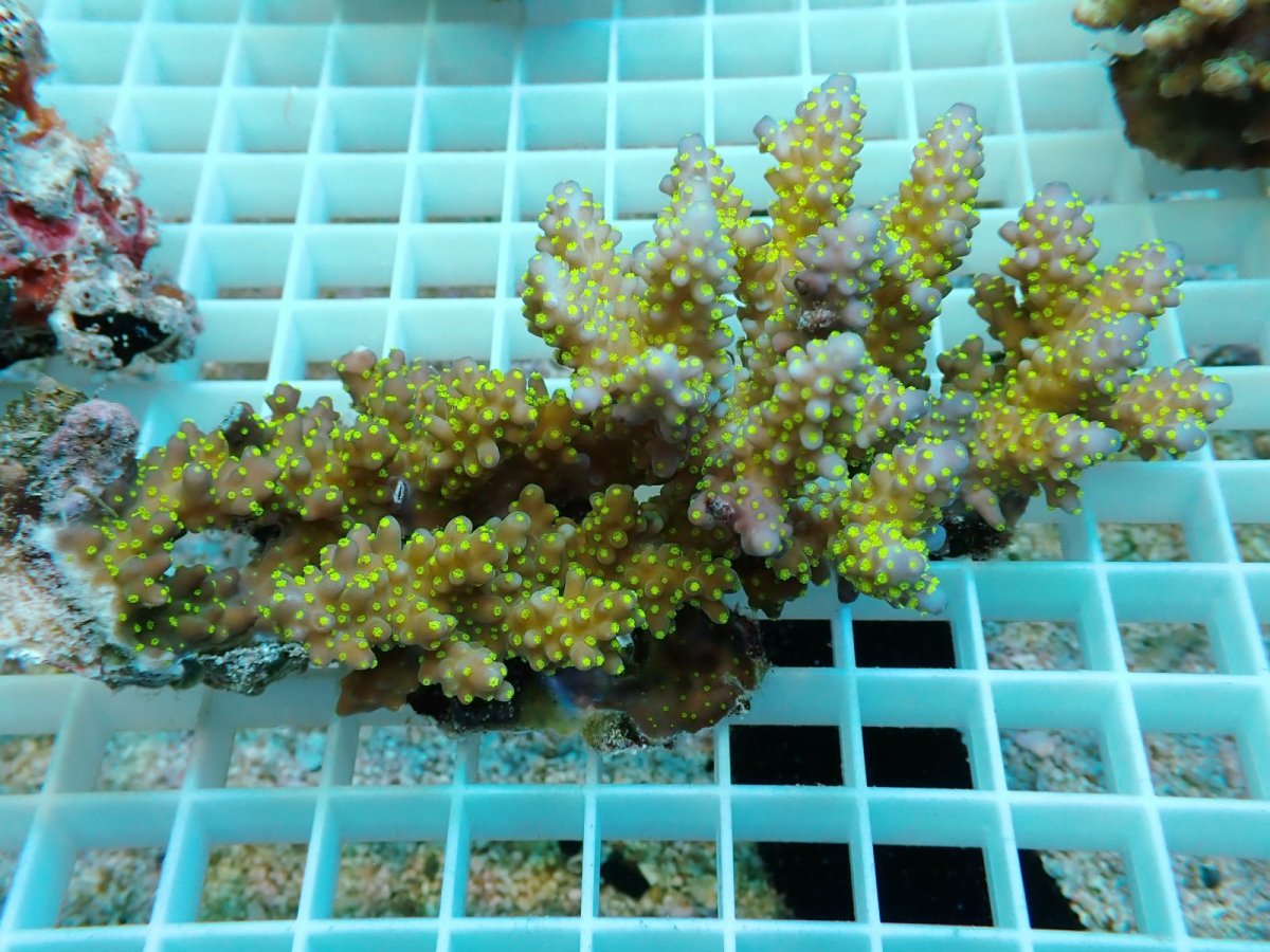 画像1: No.64 フィジー産 浅場ミドリイシ (1)