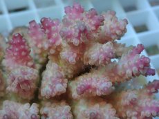 画像2: No.78 フィジー産 浅場ミドリイシ　　【珍しい、レアな個体♪】 (2)