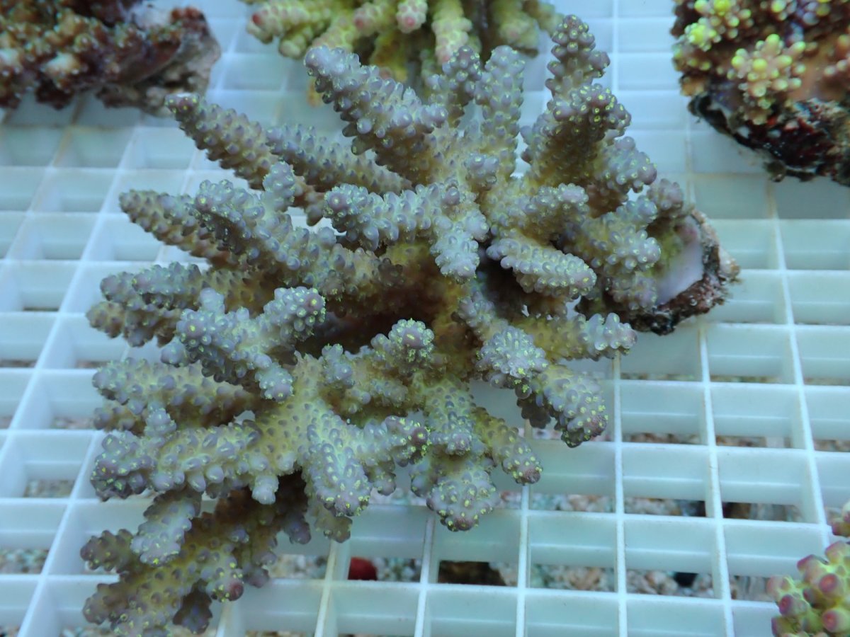 画像1: No.80 フィジー産 浅場ミドリイシ (1)