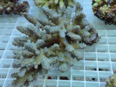 画像1: No.80 フィジー産 浅場ミドリイシ (1)