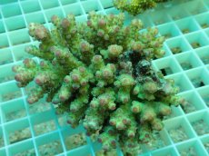 画像1: No.81 フィジー産 浅場ミドリイシ (1)