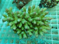 画像1: No.82 フィジー産 浅場ミドリイシ (1)