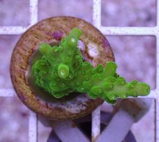 画像1: No.1 ナタレンシス (1)