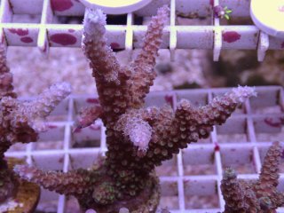 SPSフラグをかうならアクアスタイルユー（AQUASTYLEYOU）｜海水魚