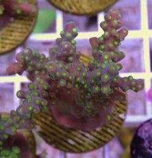画像1: No.51 フィジー産 スゲミドリイシ (1)