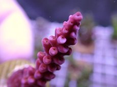画像2: No.76 オーストラリア産 ファイヤーワークス Fireworks (2)